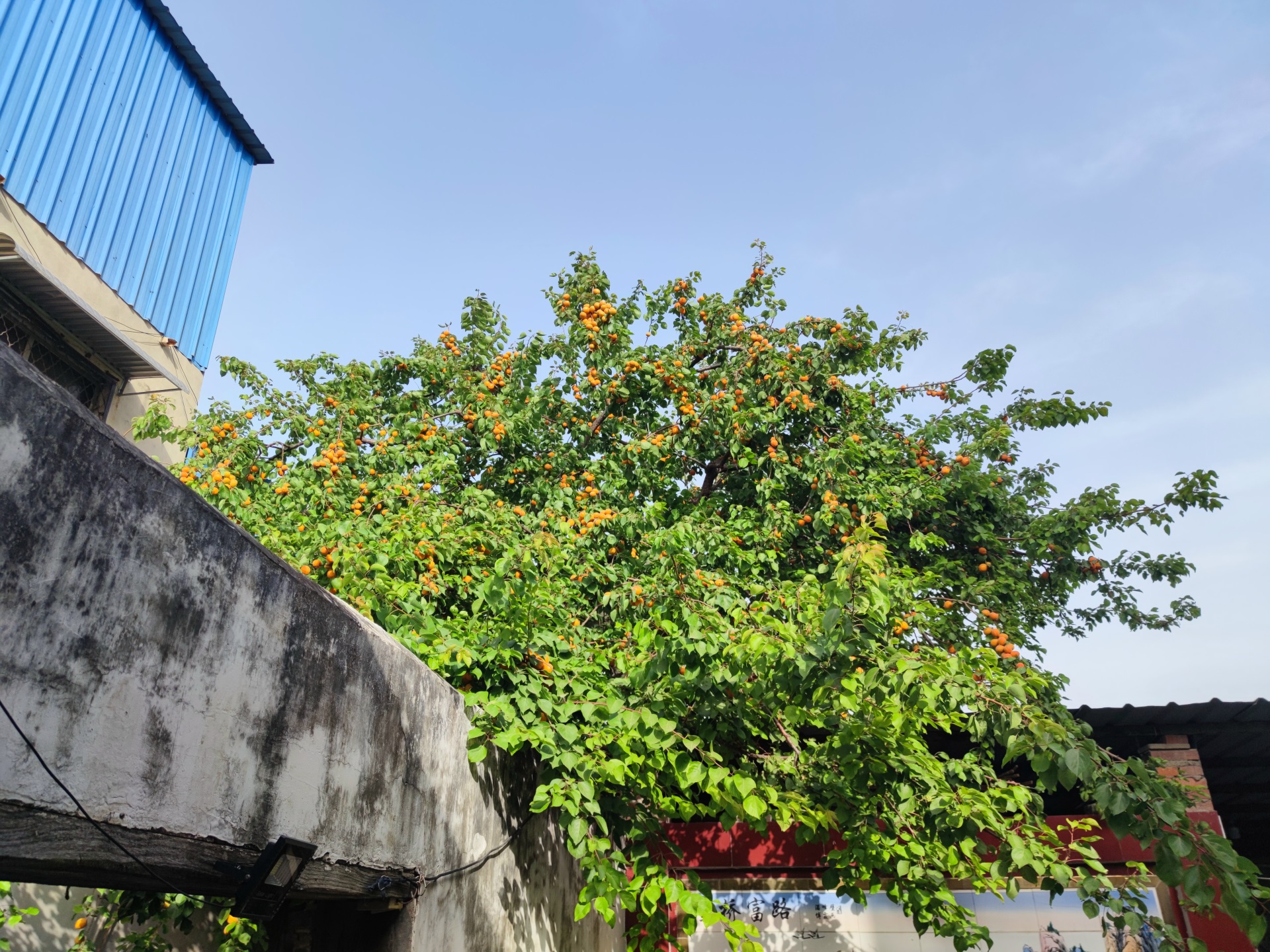 岁岁年年，万喜万般宜